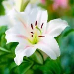 Odorizant Auto 5L Crin Imperial