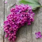 Odorizant Auto 5L Liliac