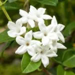 Odorizant Auto 5L Iasomie