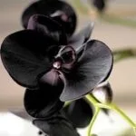 Esenta Umidificator Black Orchid